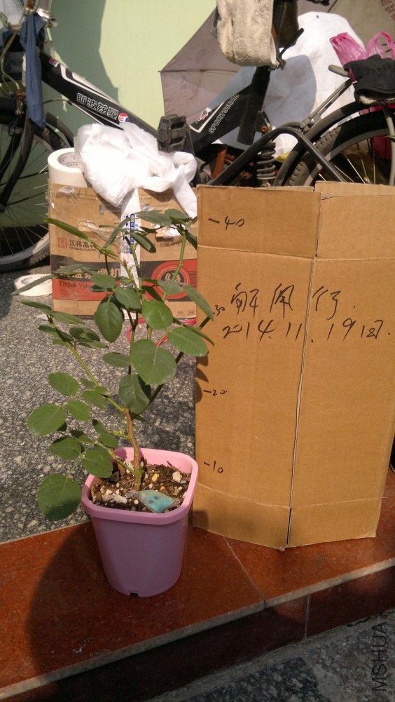 2014-11-19-037.JPG