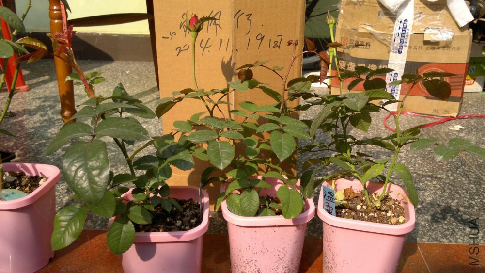 2014-11-19-038.JPG