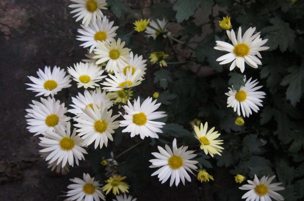 ���˼���󣬱�ɰ�ɫ������