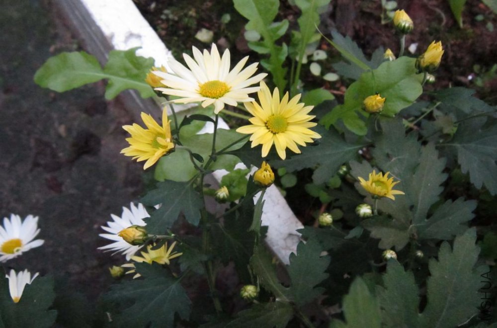 �տ����ǻơ�ɫ�ġ�