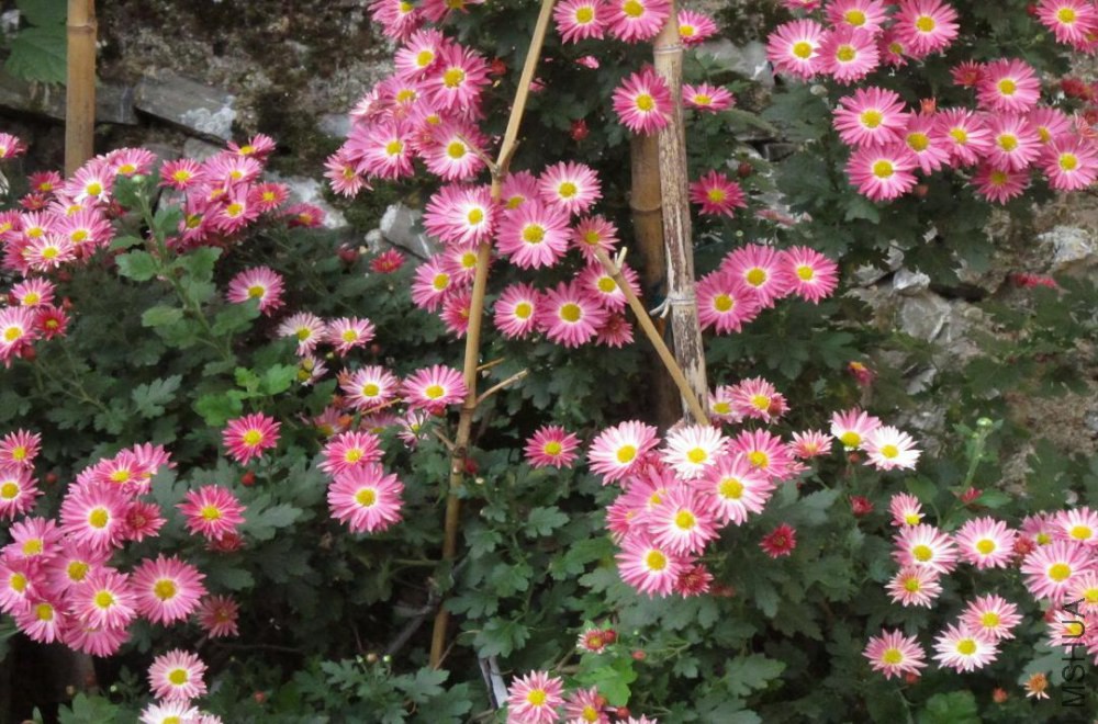 ����������ĺ�ջ����ø�������