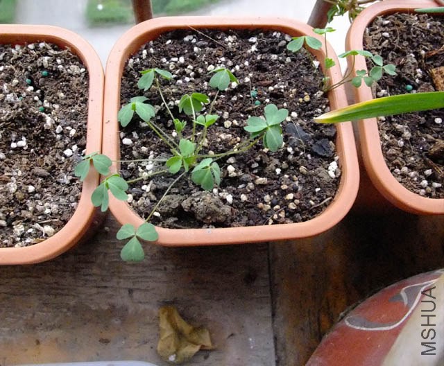 27.OB crese salmon.jpg