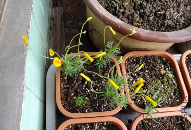 38.Oxalis kaajagdensis.������.jpg