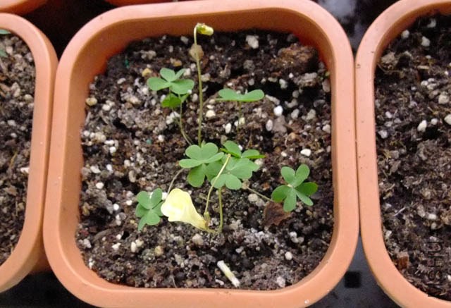 39.Oxalis perdicaria.�׺���Ҷ.jpg