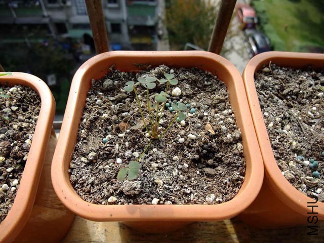 25.MT&amp;#039;s ����.jpg