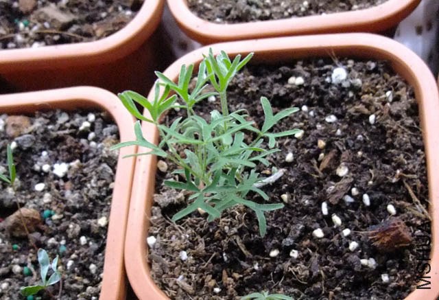 35.Bifurcate white.��Ѿ��.jpg