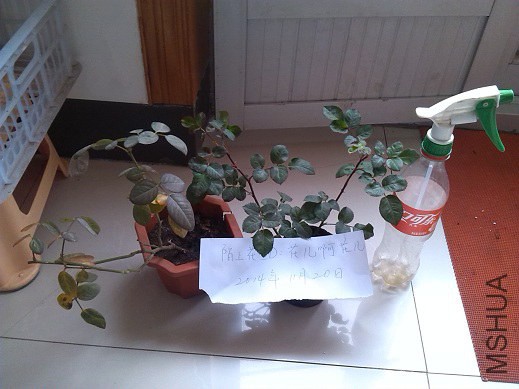 IMG_20141120_094315.jpg