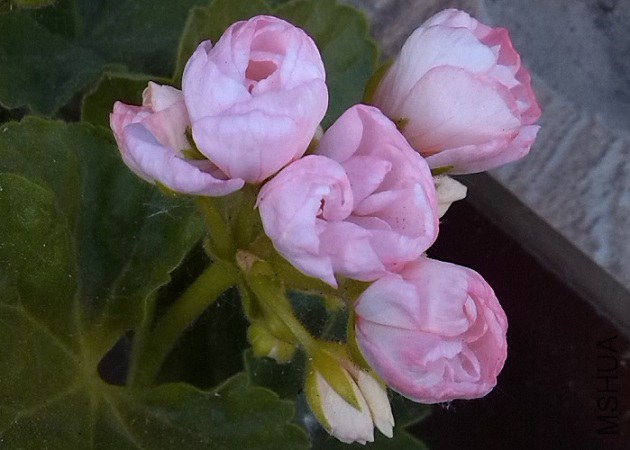IMG_20140517_163455.jpg