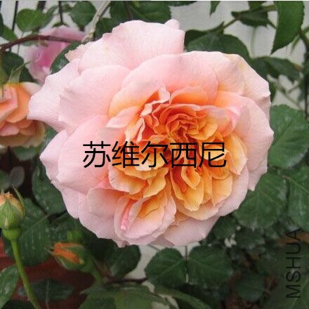 TB23bBQaFXXXXbnXpXXXXXXXXXX-115039429_����.jpg