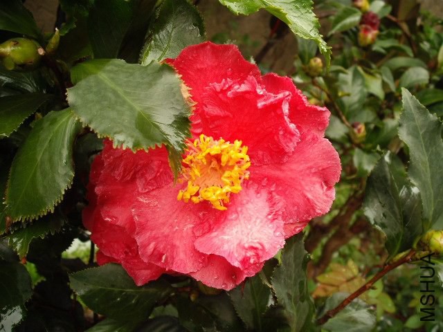 ��Ƭ ��Ҷ.jpg