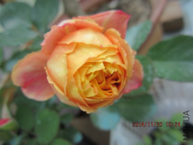 IMG_6216.JPG