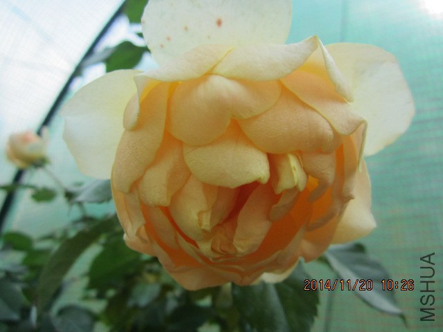IMG_6221.JPG