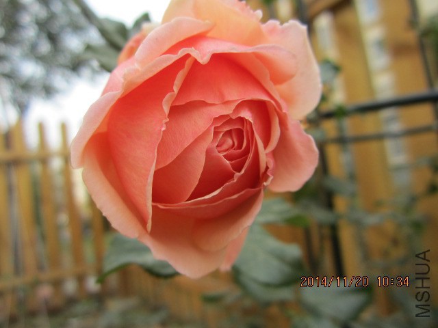 IMG_6235.JPG