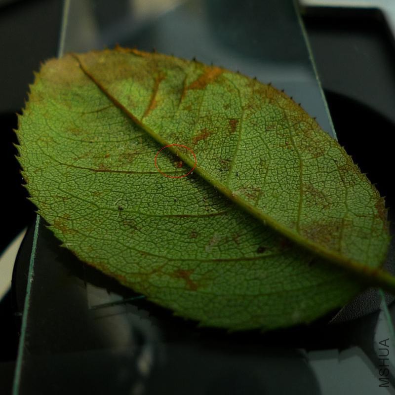 Ҷ�� ��֩�� ����