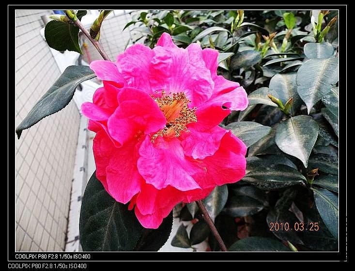 ţ �����º챦ʯ��queqiaoxian).JPG