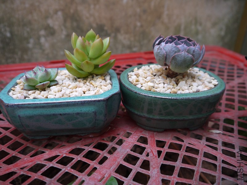 P1020093_����.jpg