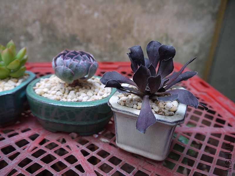 P1020100_����.jpg