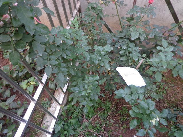 �¹�����ϸ��.JPG