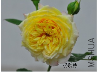 ŬЪ��