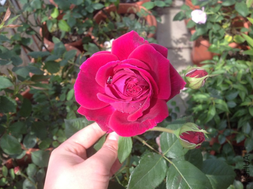 psb (10).jpg