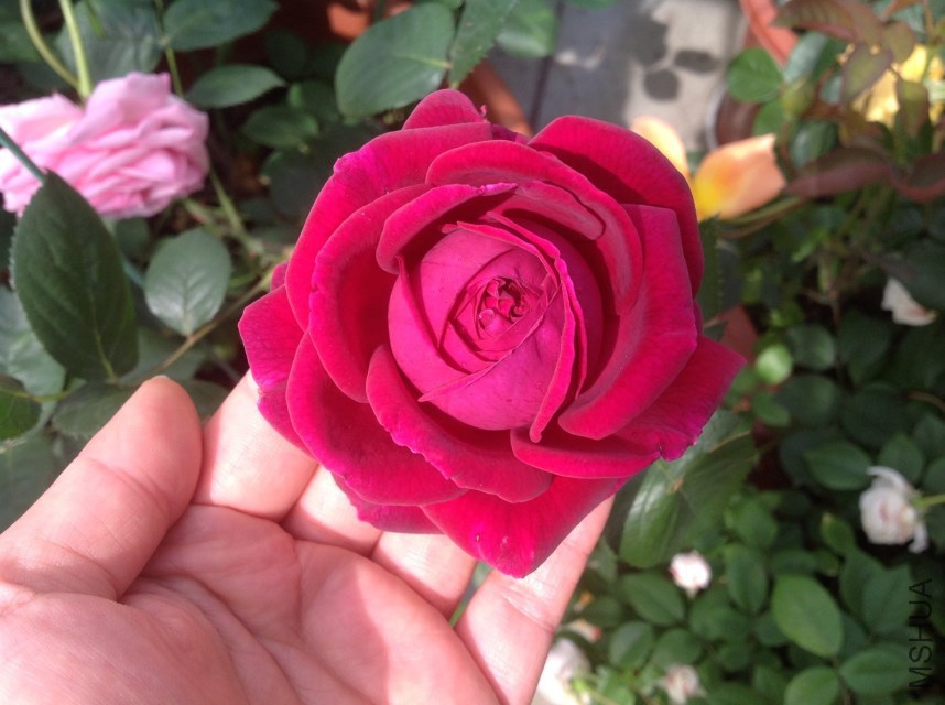 psb (12).jpg