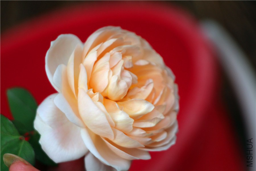 ���ư���