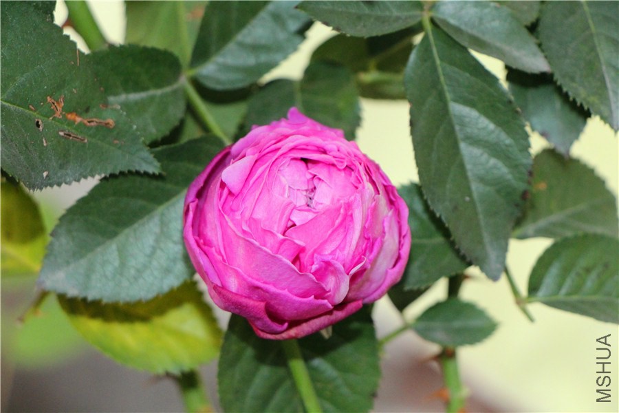 Ϊ����ļ�ͥ 