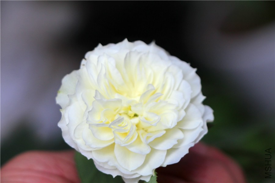 �¹�����