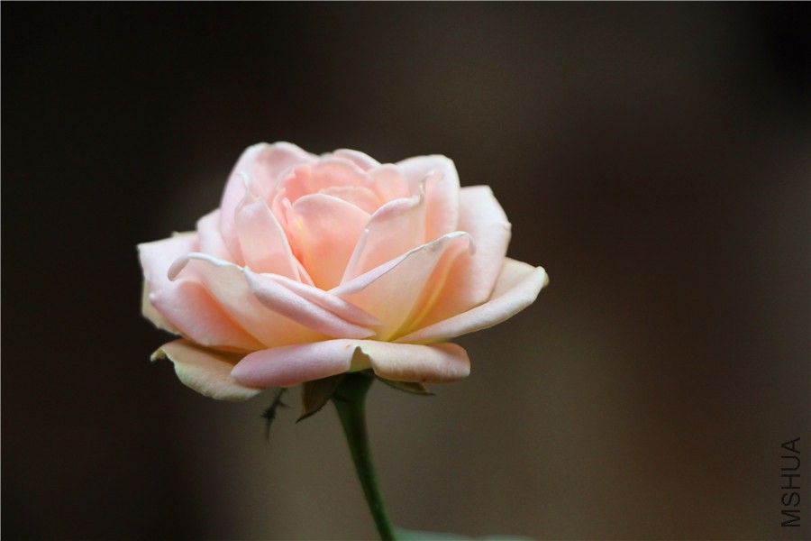 �ݵ�����