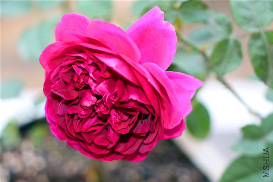 ��Ӱ����