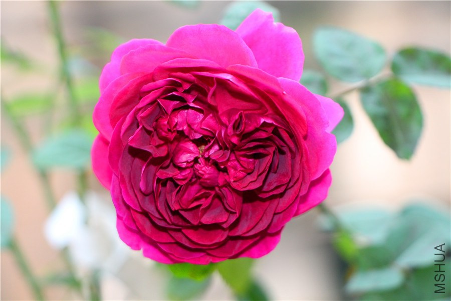 ��Ӱ����