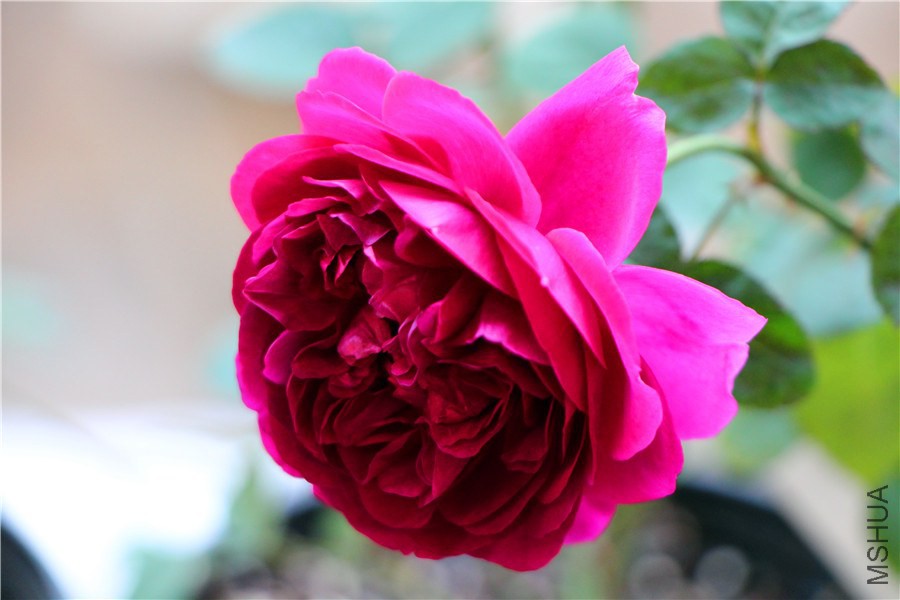 ��Ӱ����