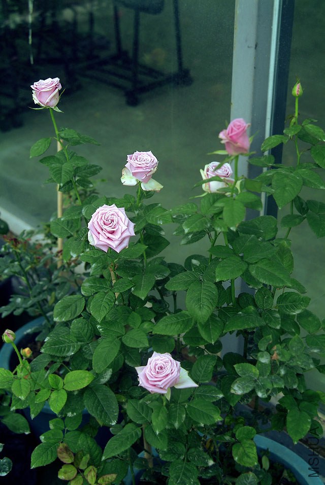 DSCF0825.jpg