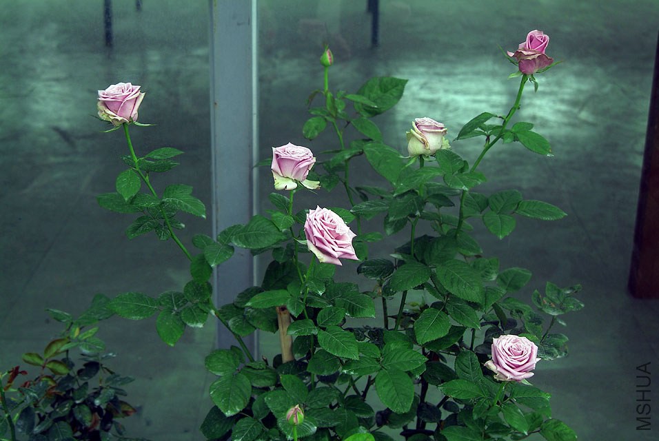 DSCF0829.jpg