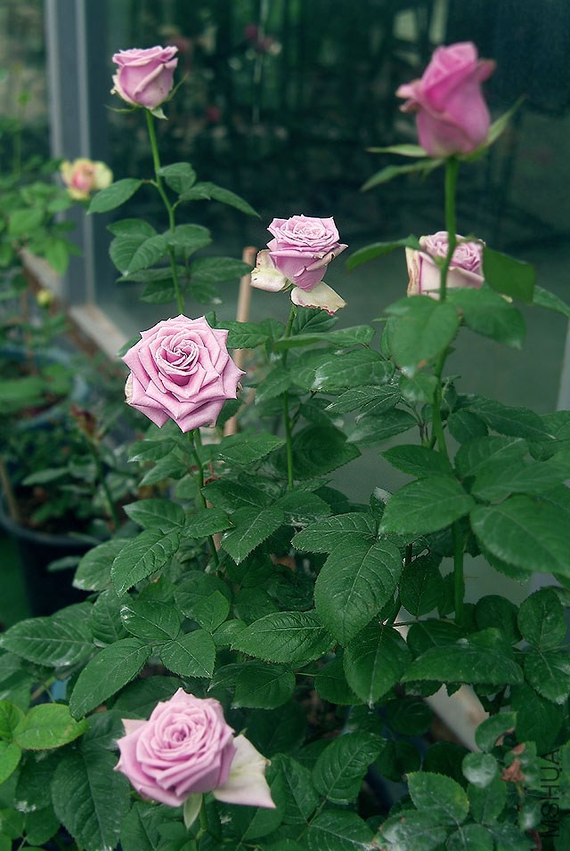 DSCF0852.jpg