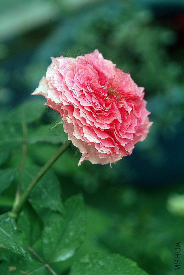DSCF0867.jpg
