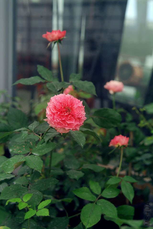 DSCF0818.jpg