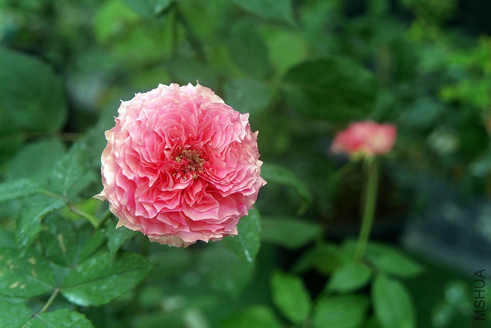 DSCF0817.jpg