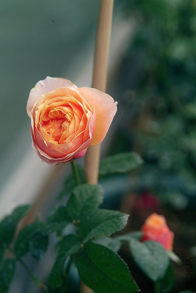 DSCF0858.jpg