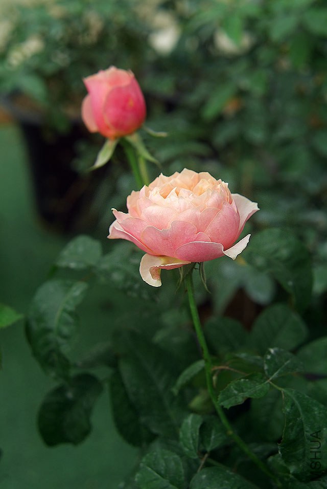 DSCF0849.jpg