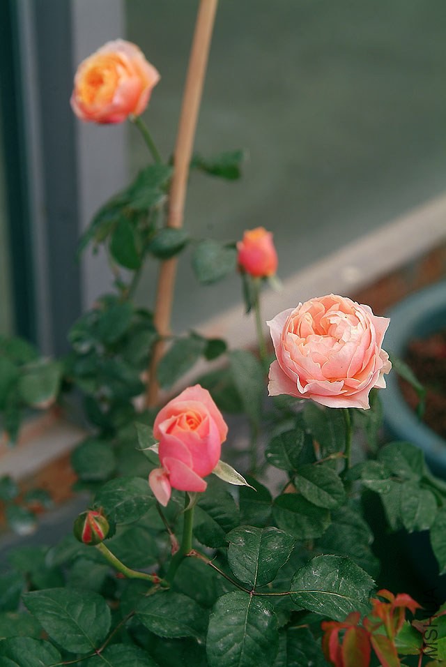 DSCF0853.jpg