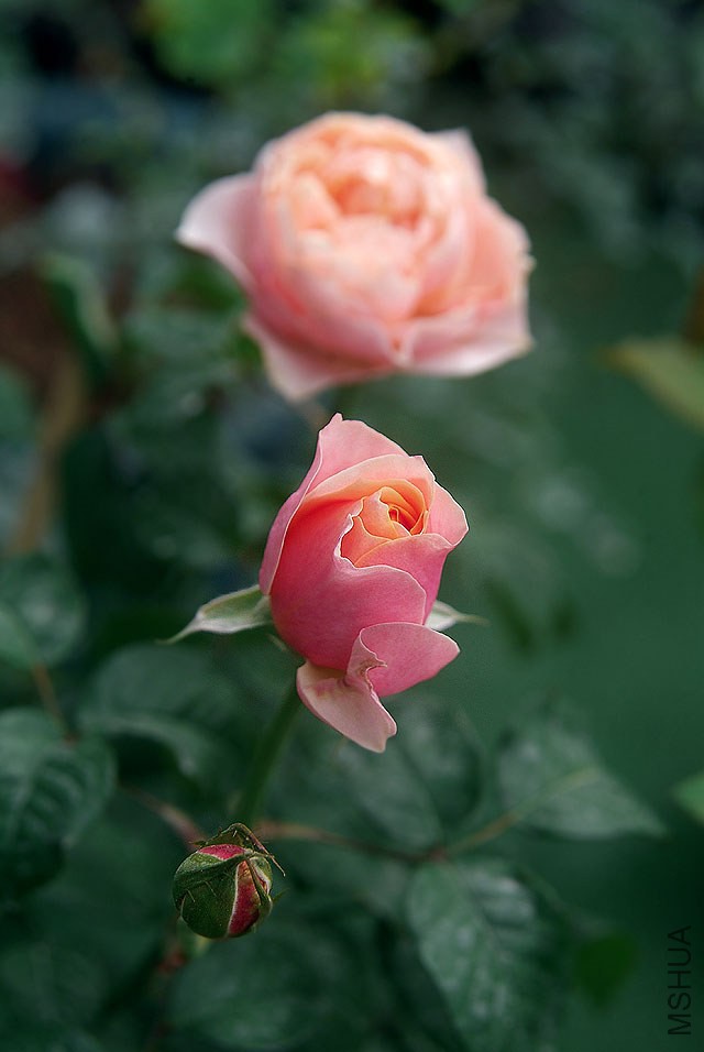 DSCF0856.jpg
