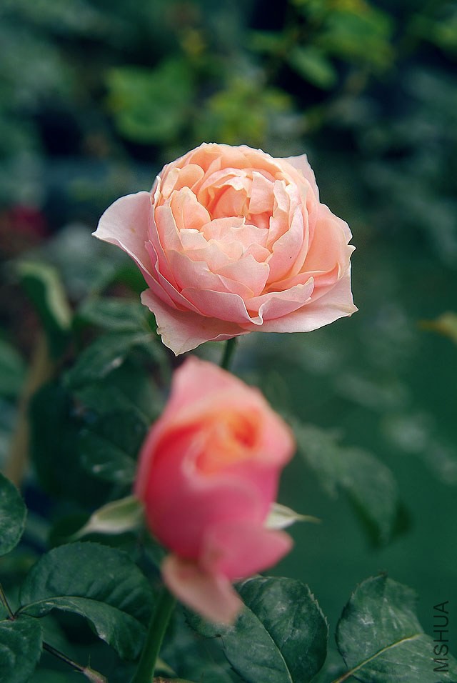 DSCF0859.jpg