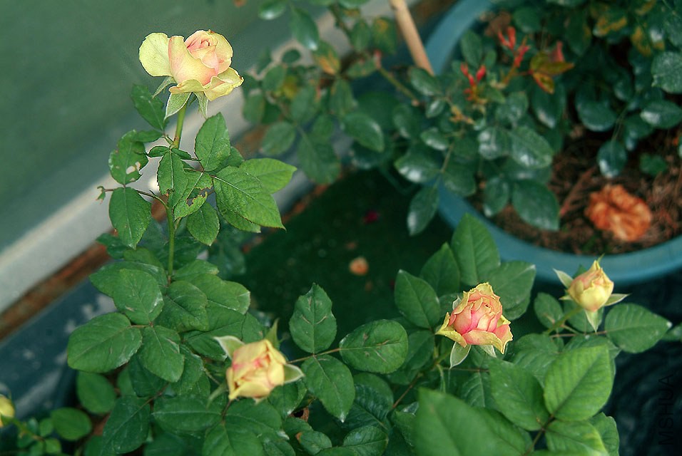 DSCF0850.jpg