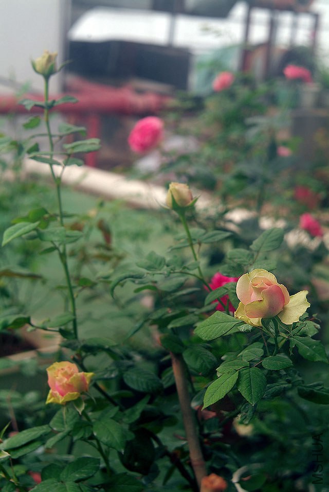 DSCF0915.jpg