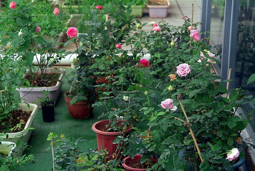 DSCF0882.jpg