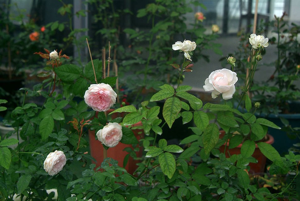 DSCF0822.jpg