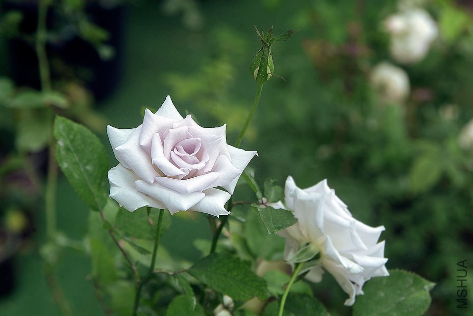 DSCF0868.jpg
