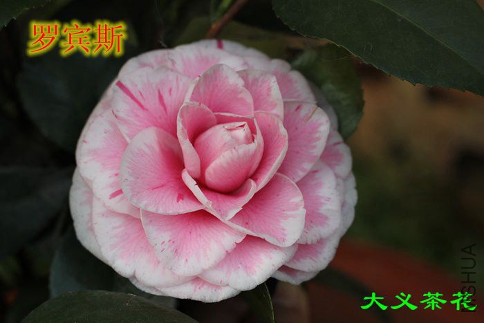 �ޱ�˹2.jpg