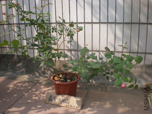 Сʥ